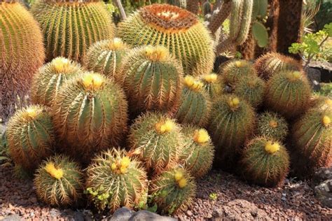 Barrel Cactus (Ferocactus): Types, How To Grow and Care | Florgeous