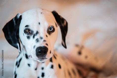 Blue Eyed Dalmatian Puppies