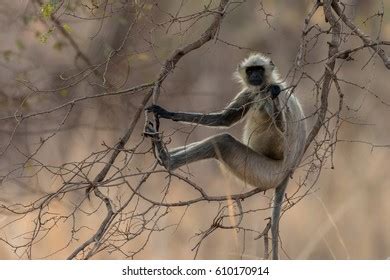 1,195 Common Langur Monkey Images, Stock Photos, 3D objects, & Vectors | Shutterstock