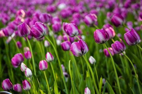 Tulip Festival, Ottawa - Kirantodkar Photography