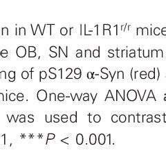 Chronic Lps Intranasal Infusion Induced Phosphorylation Of S Syn