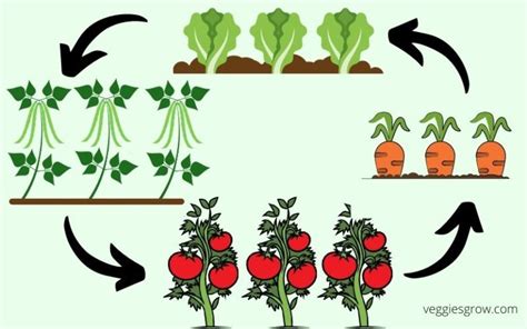 What is crop rotation and why is it important? - Veggies Grow