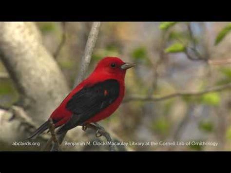 Scarlet Bird Logo Logodix