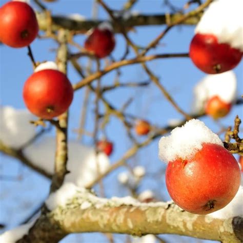 Winterapfel Riesenboiken Dein Garten ökologisch And Pflegeleicht