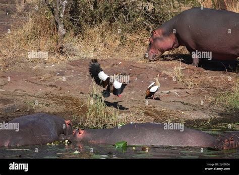 Flu Pferd Und Nilgans Hippopotamus And Egyptian Goose Hippopotamus