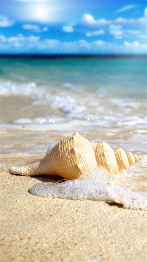 Free Seashell Desktop Wallpaper Wallpapersafari