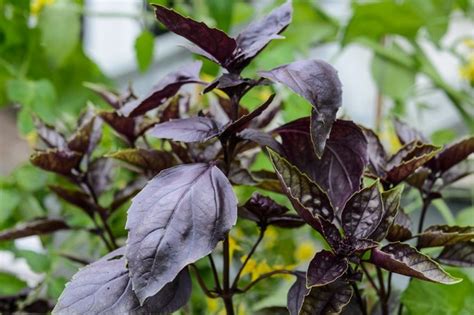 10 Plants With Dark Foliage