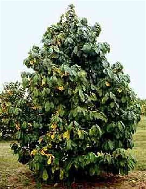 The Paw Paw Tree Produces A Unique Fruit Appropriately Called Pawpaw