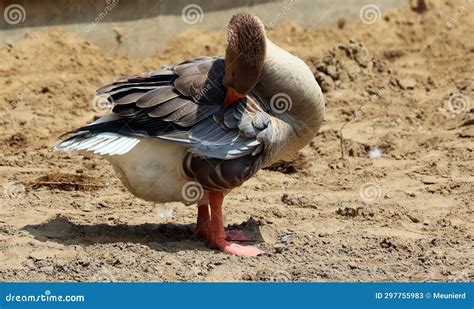 The African Goose Is A Breed Of Goose Stock Image Image Of Breed