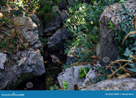 Brook In The Shade Bordered By Rocks And Plants In A Park Stock Image