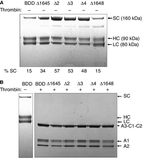 Sds Page Gel Analysis Of Furin Deletion Variants A Purified Protein