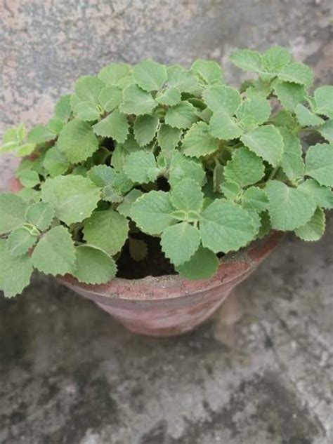 Ajwain Plant Leaves