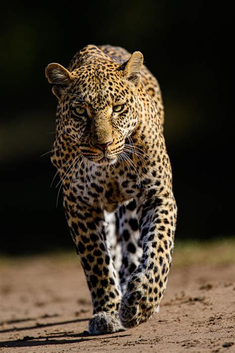 1,000+ Free Leopard & Snow Leopard Images - Pixabay