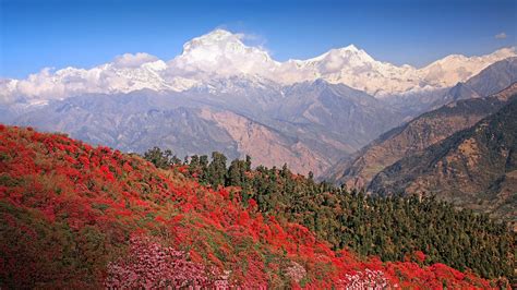 113351 Meadows 4k 5k Himalayas Mountains Valley Of Flowers