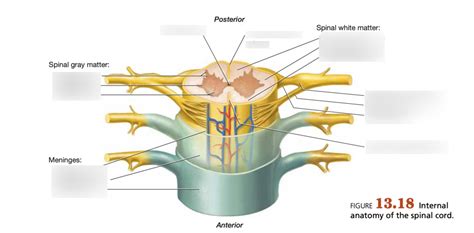 1318 Internal Anatomy Of Spinal Cord Diagram Quizlet