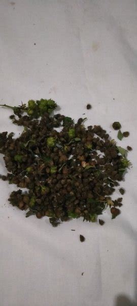 Jual Jual Benih Biji Buah Pulutan Siap Tanam Di Lapak Dil Herbal