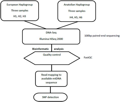 Dna Seq Analysis Pipeline Schematic Representation Of The