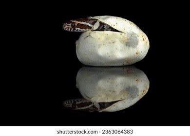 Corn Snake Hatching Egg Captivity Reflected Stock Photo 2363064383 ...