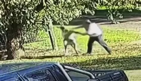 Australian Man Gets Into 6-Minute Fight With Kangaroo Outside His Home ...