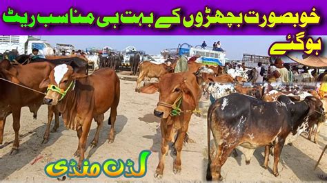 Beautiful Sahiwal Cholistani Ablok Bachron K Nay Rates Bachra Farming