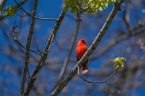 Premium Photo Bright Red Male Northern Cardinal In A Beautiful Spring Day