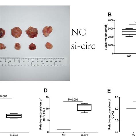 Downregulation Of Circ Suppressed Tumor Growth In Nude Mice