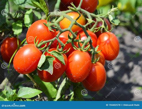 A Cluster Of Red Plum Roma Paste Tomatoes On A Tomato Plant Growing