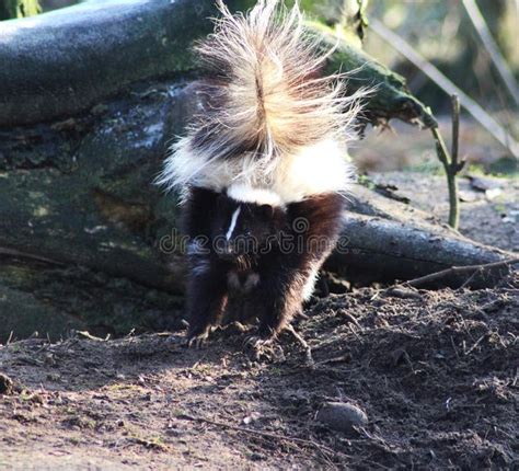 Striped skunk alert. Striped skunk in the habitat in enclosure. Foto ...