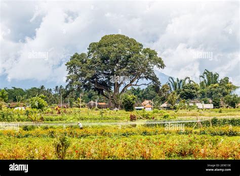 Rbol De Algod N Antiguo Gigante O Kapok Ceiba Pentandra En El Pueblo