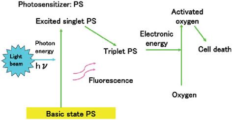 Energy transfer in photodynamic therapy. Following a light beam, the ...