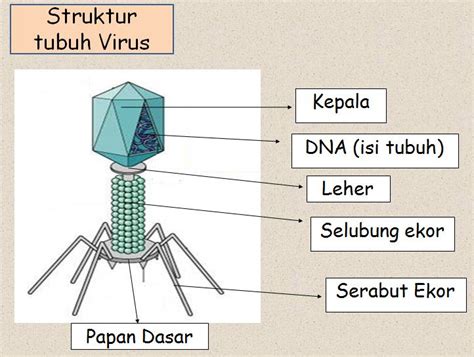 Gambar Virus Dan Keterangannya Pulp