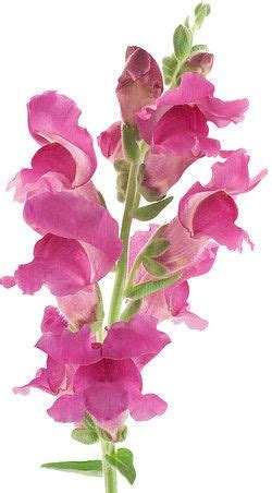 Pink Flowers In A Vase On A White Background