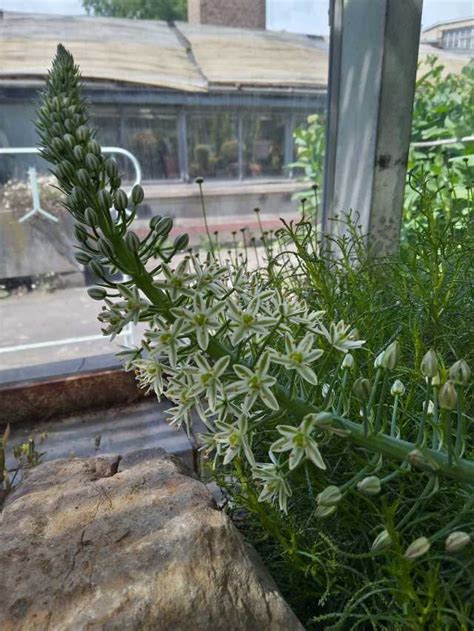 Quelques Floraisons Du Moment Les Serres Du Jardin Botanique