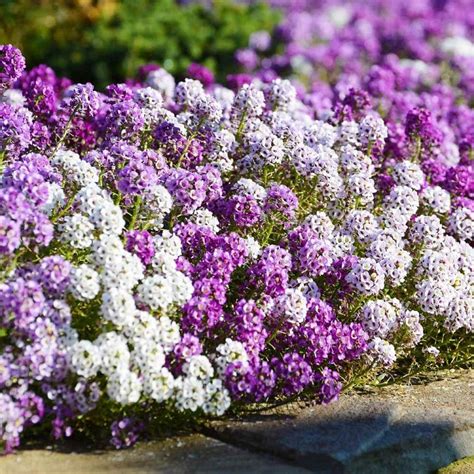 Plantes Vivaces De Plein Soleil Et De Culture Facile Avoir Dans