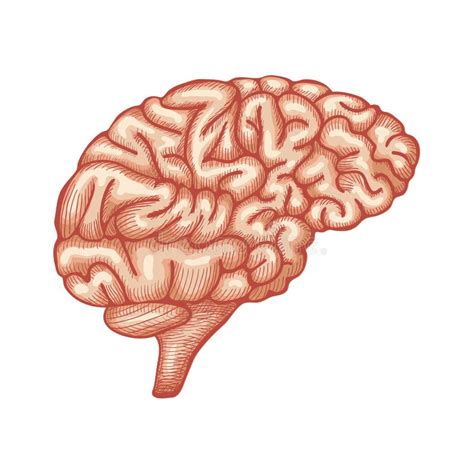 Engraving Brain Illustration Hand Drawn Anatomical Illustration