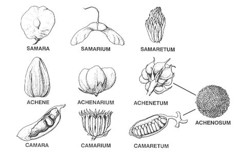 Achene An Overview ScienceDirect Topics 48 OFF