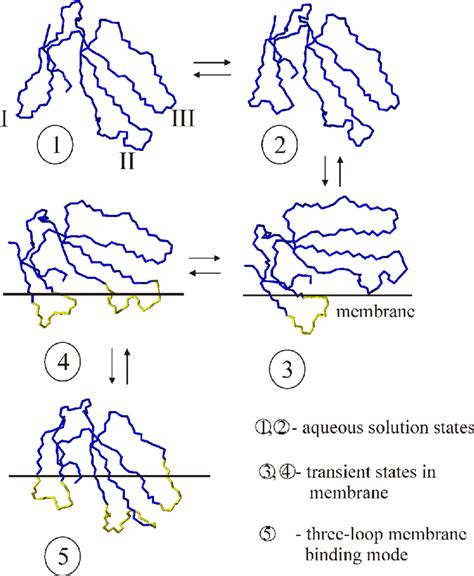 Conformational Equilibrium Of Ctx With A Single Pro Residue In Loop I Download Scientific