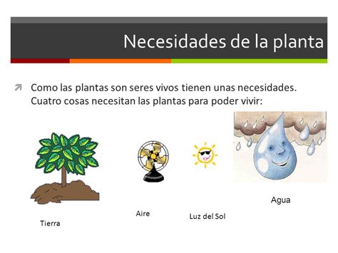 Aprendemos Disfrutando En Las Plantas Necesitan Para Vivir