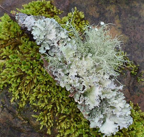 21 Inspiring And Unusual Photographs Of Lichen | Light Stalking