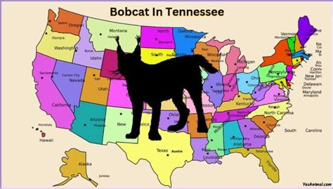 Bobcat In Tennessee Everything You Need To Know