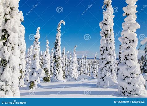 Paisagem Bonita Do Inverno As Rvores Nevados Em Lapland Finlandia