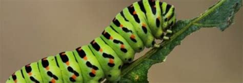 Eastern Tent Caterpillar Life Cycle