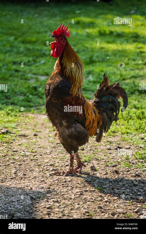 A Cockerel Crowing In A Farmyard With The Morning Sun Behind Him In Rural Buckinghamshire