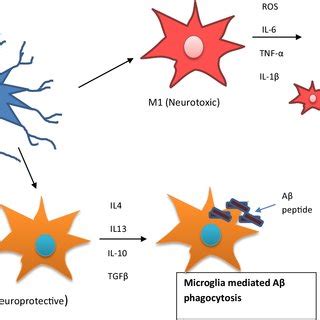 The Microglial Phenotypes In AD Possess A Dual Role On The Basis Of