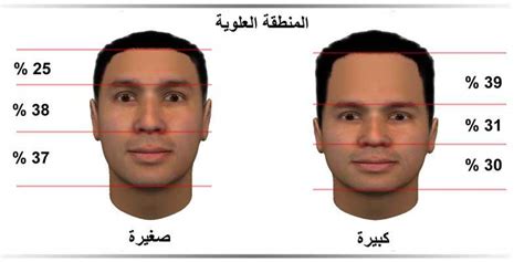 نسب الوجه و مناطق أولويات الحياة الثلاث مدونة أسرار الوجه