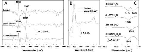 Electrochemically Induced Reduced Minus Oxidised Atr Ftir Difference