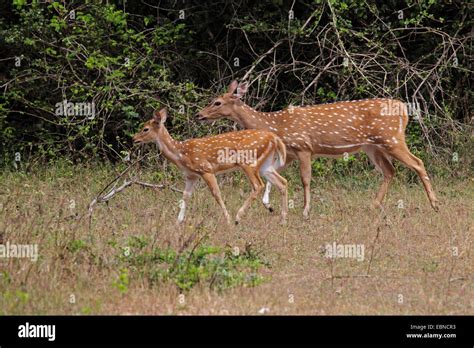 spotted deer, axis deer, chital (Axis axis, Cervus axis), female with fawn, Sri Lanka, Yala ...