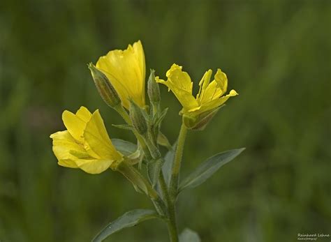 Gemeine Nachtkerze Gew Hnliche Nachtkerze Oenothera Bienn Flickr