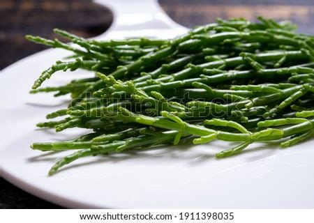 GENUS-SALICORNIA Stock Photos and Images - Avopix.com