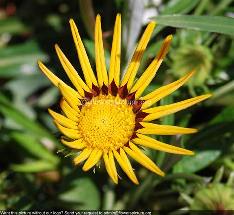 Gazania rigens, Treasure flower, Coastal gazania